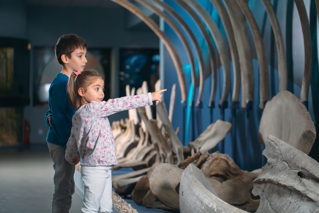 Children look at the skeleton of an ancient whale in the Museum